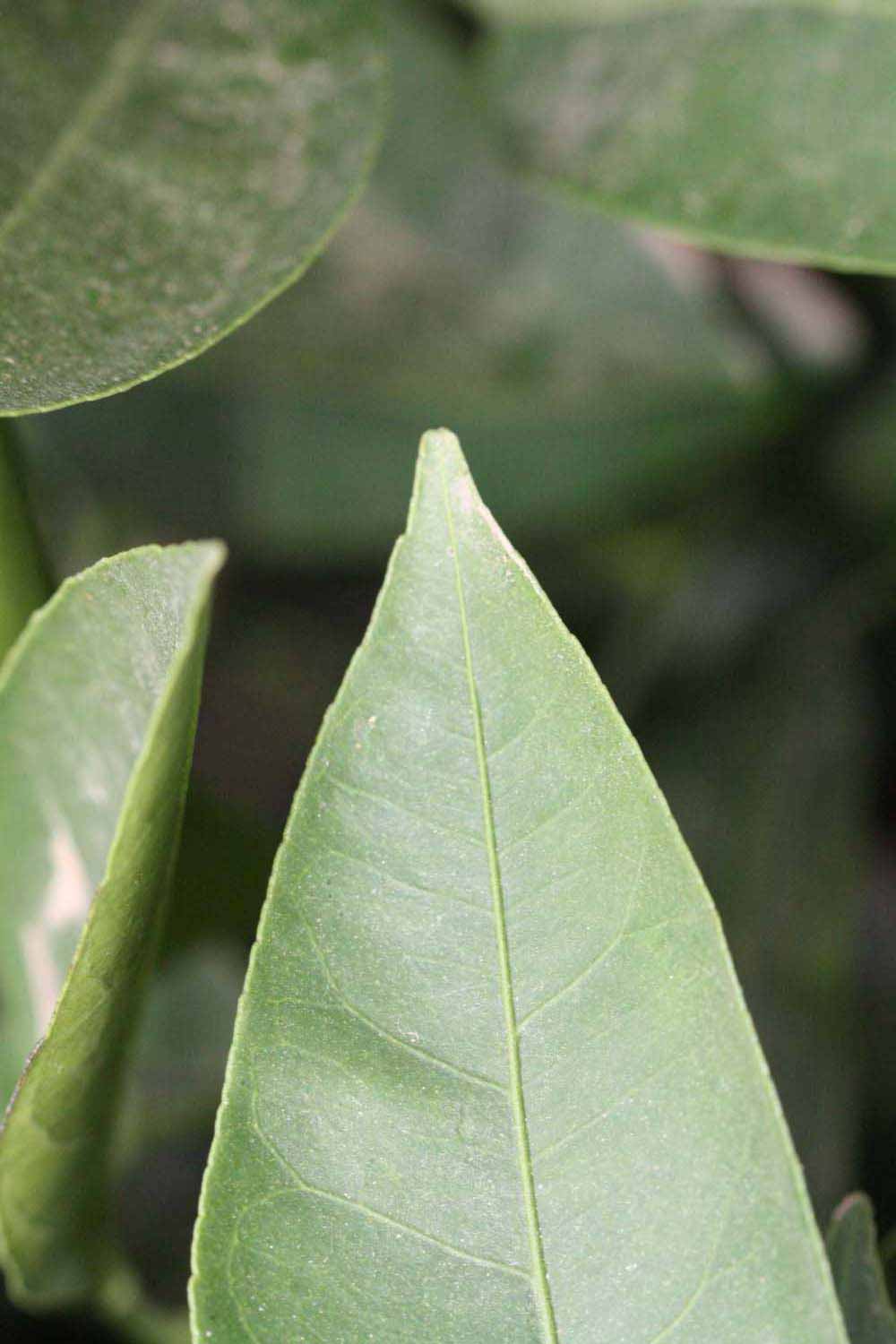              Margin (Riverside, CA)       